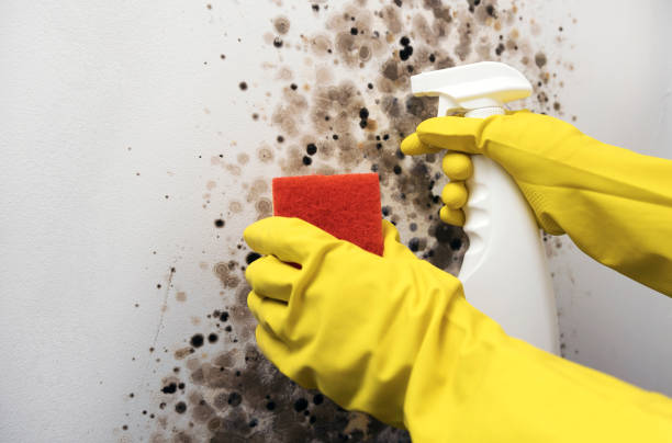 Best Same-Day Mold Removal  in Country Clu, MO