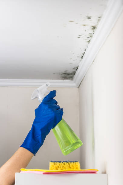 Best Certified Mold Removal  in Country Clu, MO