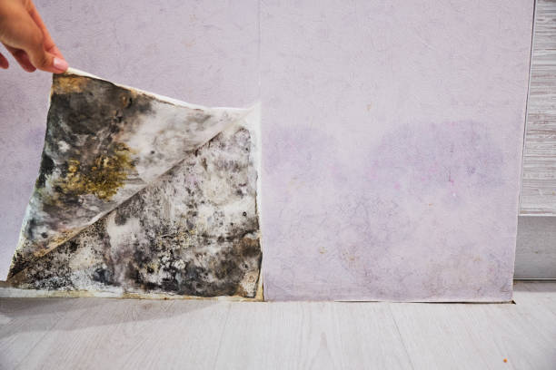 Trusted Country Clu, MO Mold Removal Experts